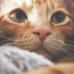 Голосно кричав і не міг утекти: у Києві розгорівся скандал через знущання з кота