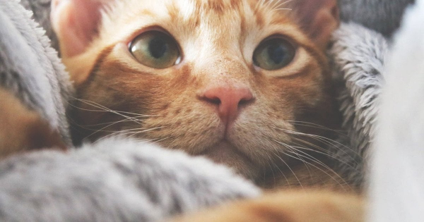 Голосно кричав і не міг утекти: у Києві розгорівся скандал через знущання з кота
Голосно кричав і не міг утекти: у Києві розгорівся скандал через знущання з кота