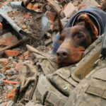 Померла собака-рятувальниця Ханна, яка знайшла понад 170 людей під завалами в Україні