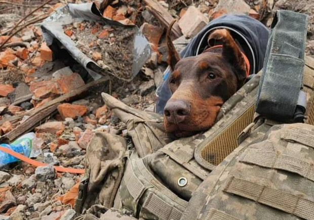 Померла собака-рятувальниця Ханна: знайшла понад 170 людей під завалами в Україні. 