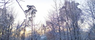 Синоптики зафіксували перший весняний рекорд на Київщині та підбили погодні підсумки лютого у столиці