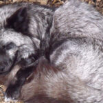 У Києві в квартирі жінки загинула лисиця: що очікує власницю дикої тварини — фото, відео