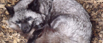 У Києві в квартирі жінки загинула лисиця: що очікує власницю дикої тварини — фото, відео