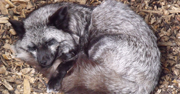 
 У&nbsp;Києві в&nbsp;квартирі жінки загинула лисиця: що&nbsp;очікує власницю дикої тварини&nbsp;&mdash; фото, відео
 