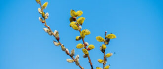 У Києві настала метеорологічна весна