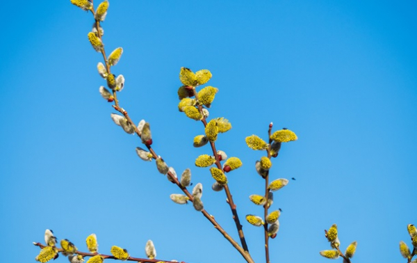 У Києві настала метеорологічна весна