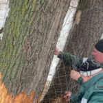 Бобровий рейд на Позняках: у Києві пухнасті "інженери" змусили комунальників реагувати (фото)