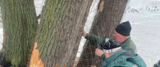 Бобровий рейд на Позняках: у Києві пухнасті "інженери" змусили комунальників реагувати (фото)