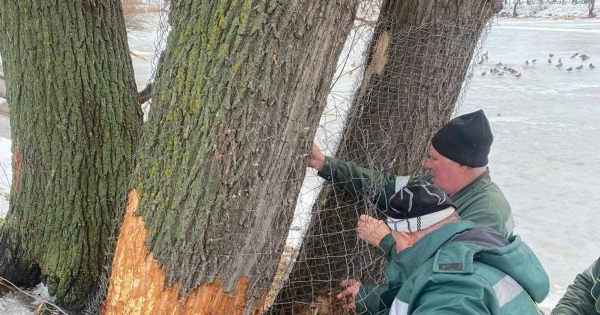 
 Бобровий рейд на&nbsp;Позняках: у&nbsp;Києві пухнасті "інженери" змусили комунальників реагувати (фото)
 