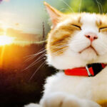 Весна береться до справи: на Київщину йде довгоочікуване потепління до +19°C