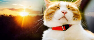 Весна береться до справи: на Київщину йде довгоочікуване потепління до +19°C