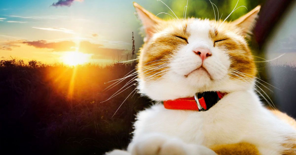 
 Весна береться до справи: на&nbsp;Київщину йде довгоочікуване потепління до&nbsp;+19&deg;C
 