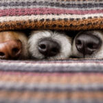 Виявили "катівню" на території пологового будинку у Києві: що кажуть волонтери та поліція