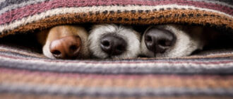 Виявили "катівню" на території пологового будинку у Києві: що кажуть волонтери та поліція