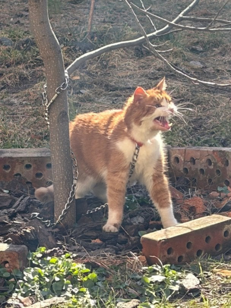 Голосно кричав і не міг утекти: у Києві розгорівся скандал через знущання з кота
Голосно кричав і не міг утекти: у Києві розгорівся скандал через знущання з кота