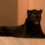 Рідкісне чорне леопарденя народилося в зоопарку на Київщині: в дикій природі їх близько сотні