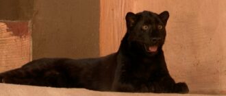 Рідкісне чорне леопарденя народилося в зоопарку на Київщині: в дикій природі їх близько сотні