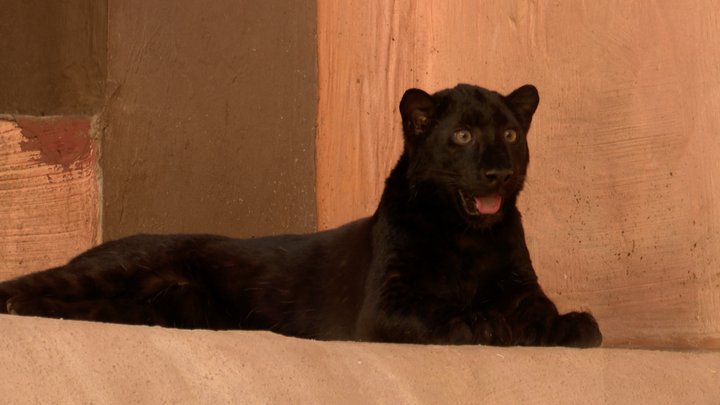 Рідкісне чорне леопарденя народилося в зоопарку на Київщині: в дикій природі їх близько сотні