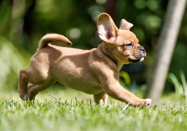 У Києві продають цуценят гібрид-породи "пагль": що це за собака - фото: OLX