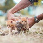 Уроки емпатії: в українських школах впроваджують програму гуманного ставлення до тварин