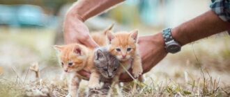 Уроки емпатії: в українських школах впроваджують програму гуманного ставлення до тварин