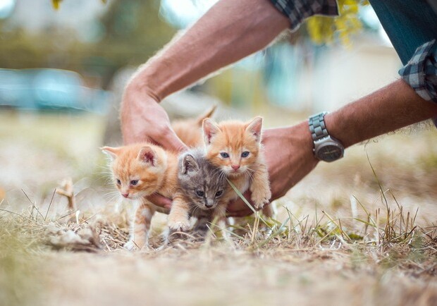 Уроки емпатії: в українських школах впроваджують програму гуманного ставлення до тварин 