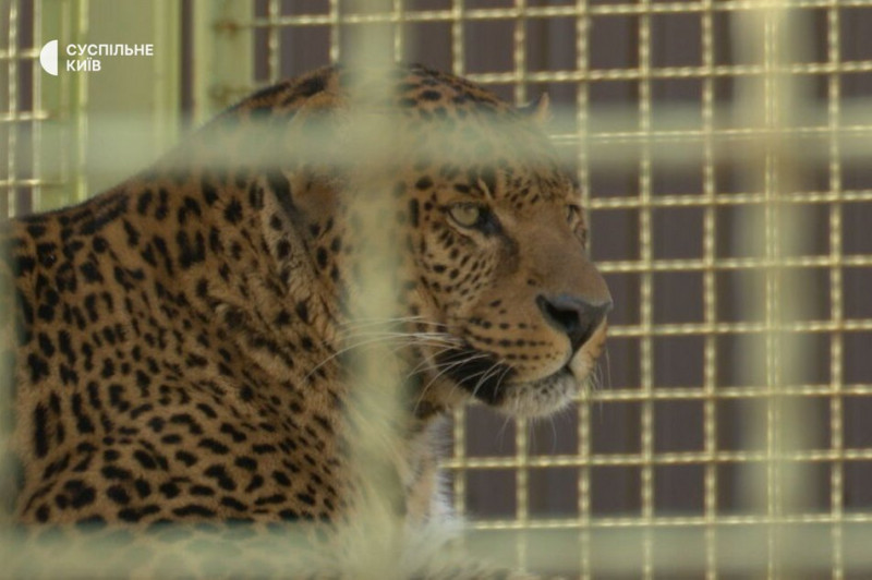 Рідкісне чорне леопарденя народилося в зоопарку на Київщині: в дикій природі їх близько сотні