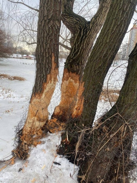 
 Бобровий рейд на&nbsp;Позняках: у&nbsp;Києві пухнасті "інженери" змусили комунальників реагувати (фото)
 