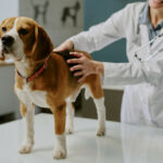 В Україні запрацювали нові правила у ветеринарії: що змінилося для власників тварин, ветлікарів і ринку ліків