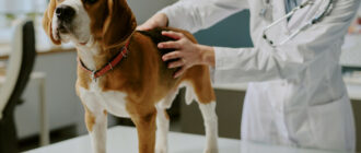 В Україні запрацювали нові правила у ветеринарії: що змінилося для власників тварин, ветлікарів і ринку ліків