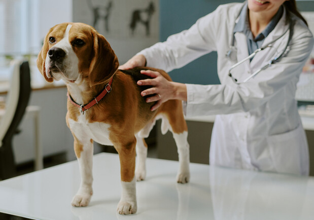 В Україні запрацювали нові правила у ветеринарії: що змінилося для власників тварин, ветлікарів і ринку ліків -