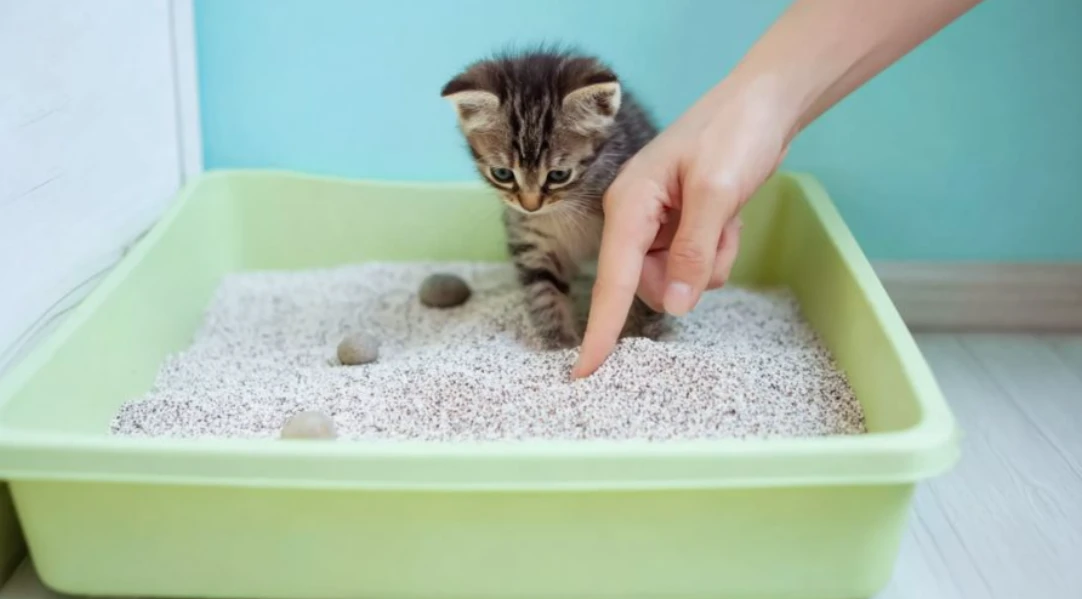 Как приучить кота ходить на лоток: понятная система без стресса