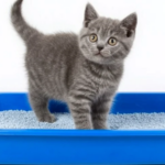 Как приучить кота ходить на лоток: понятная система без стресса