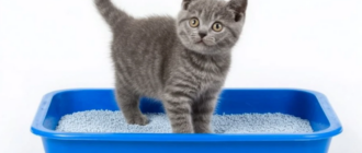 Как приучить кота ходить на лоток: понятная система без стресса