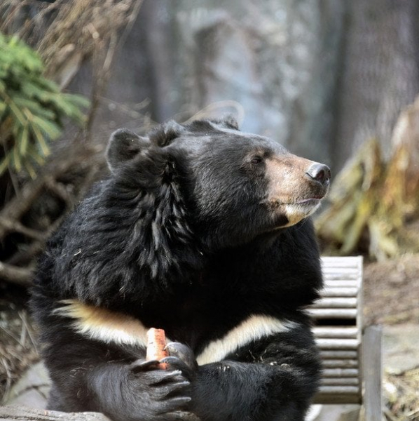 
 В&nbsp;зоопарку Києва прокинулися усурійські красені (фото)
 
