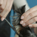 Жорстокість за зачиненими дверима: у Києві грумер ледь не задушила собаку — відео