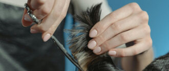 Жорстокість за зачиненими дверима: у Києві грумер ледь не задушила собаку — відео