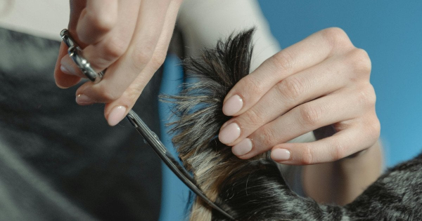  Жорстокість за зачиненими дверима: у Києві грумер ледь не задушила собаку — відео 