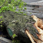 Негода у Києві ламає дерева: впав легендарний 150-річний каштан Іващенка