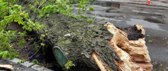 Негода у Києві ламає дерева: впав легендарний 150-річний каштан Іващенка