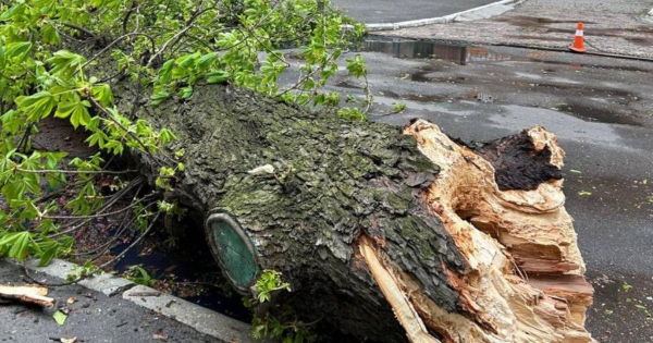 
 Негода у&nbsp;Києві ламає дерева: впав легендарний 150-річний каштан Іващенка
 