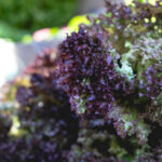 Продуктовые ярмарки в Киеве 7 - 10 апреля: адреса