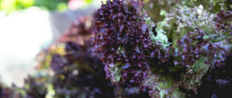 Продуктовые ярмарки в Киеве 7 - 10 апреля: адреса