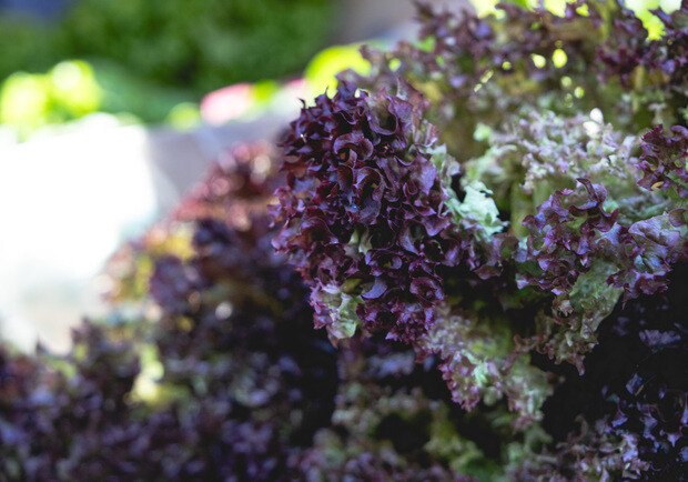 Где на этой неделе в Киеве пройдут ярмарки. Адреса 