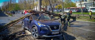 Повалені дерева і знеструмлення: наслідки негоди на Київщині