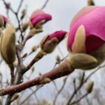 У Києві починають квітнути магнолії і сакури. Де можна побачити