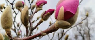 У Києві починають квітнути магнолії і сакури. Де можна побачити