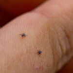 В Києві активізувались небезпечні для людей комахи: де їх найбільше