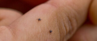 В Києві активізувались небезпечні для людей комахи: де їх найбільше