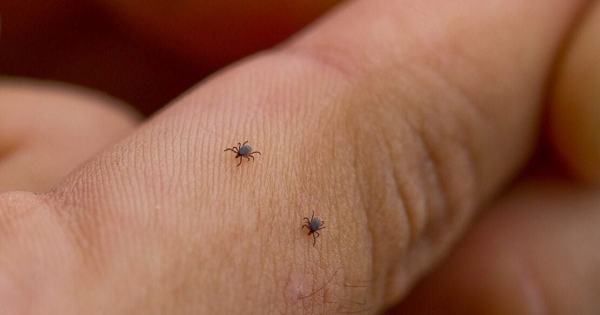 В Києві активізувались небезпечні для людей комахи: де їх найбільше
В Києві активізувались небезпечні для людей комахи: де їх найбільше